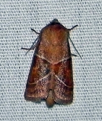 Lemmeria digitalis
