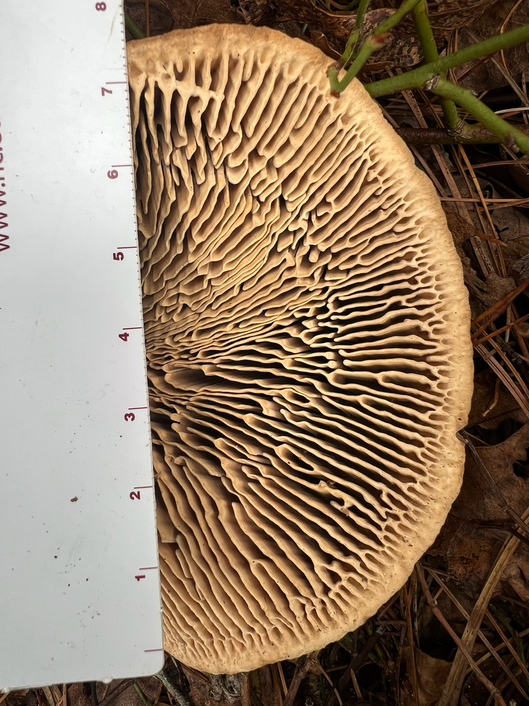Fomitopsis quercina