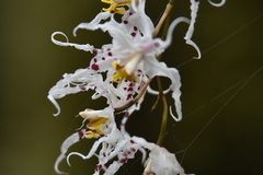 Oncidium cirrhosum