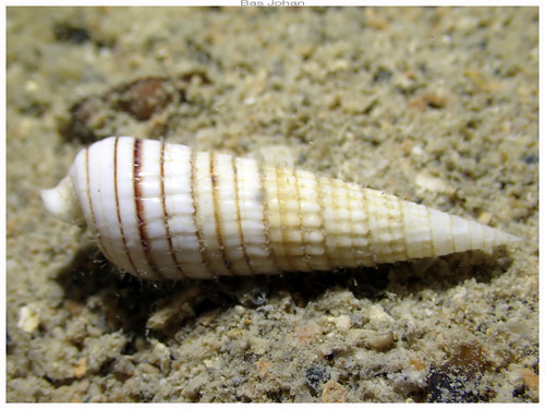 Rhinoclavis aspera observed 2026-03-18