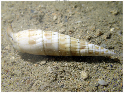 Rhinoclavis fasciata observed 2026-03-18