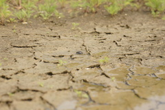 Hydrochara caraboides