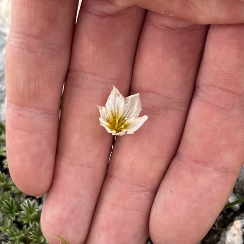 Snowdon Lily (Gagea serotina)