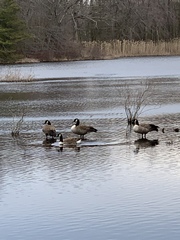 Branta canadensis