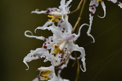 Oncidium cirrhosum