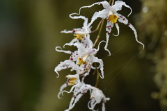 Oncidium cirrhosum