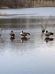 Branta canadensis