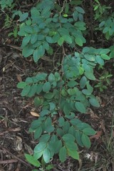 Breynia oblongifolia