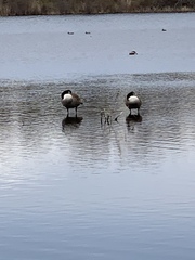 Branta canadensis