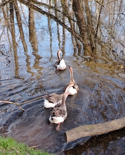 Swan Goose (Anser cygnoides), photo 10