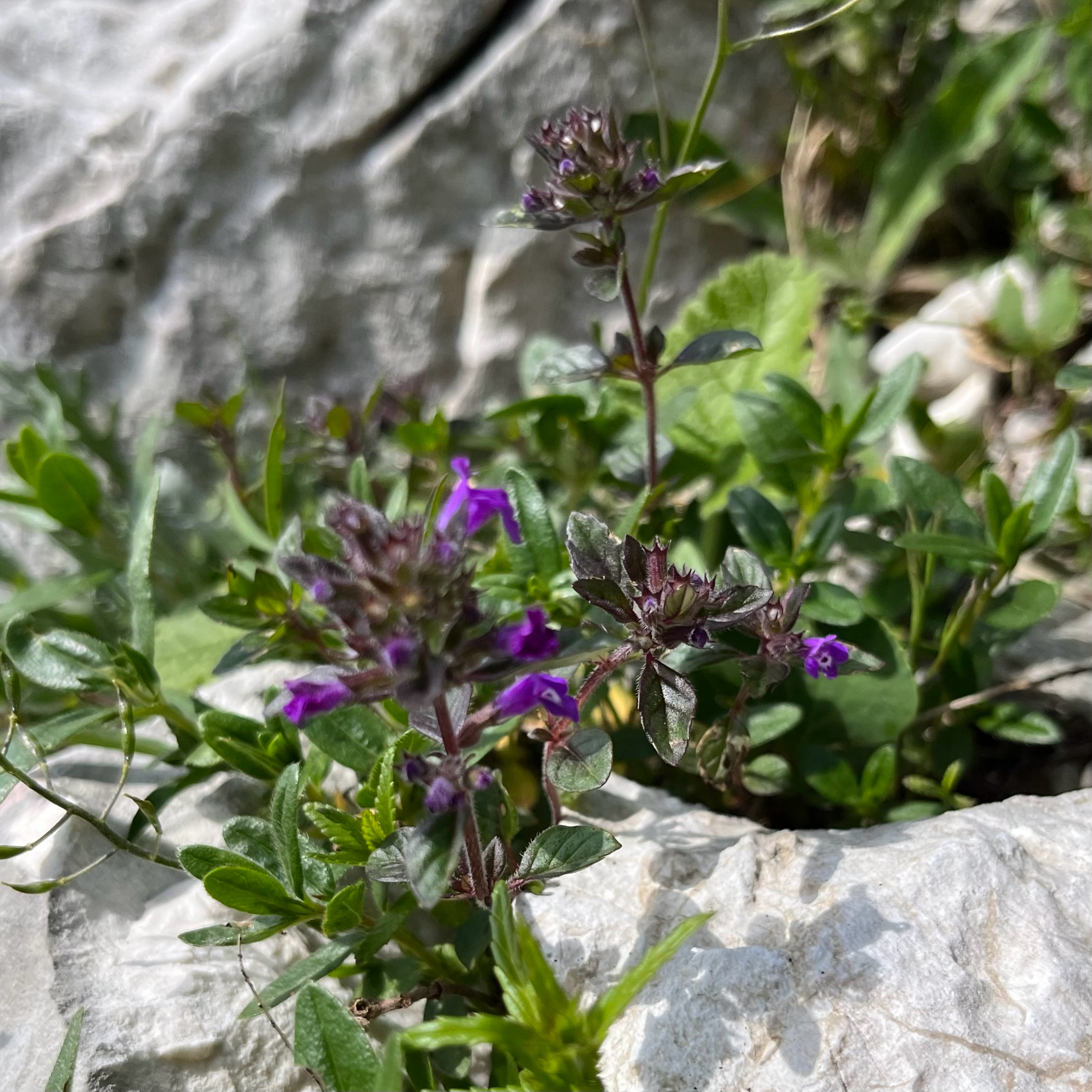 Rock Thyme (Clinopodium alpinum)