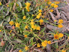 Acmella paniculata