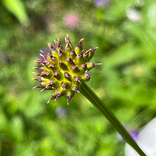 European Globeflower (Trollius europaeus)