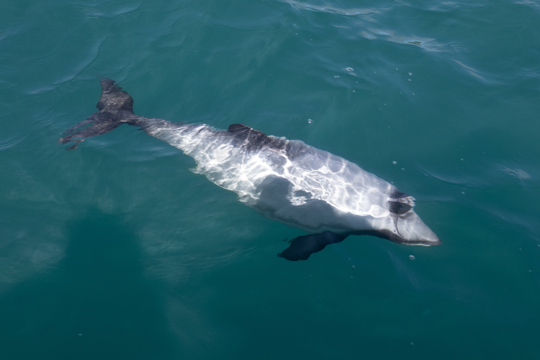 Cephalorhynchus hectori