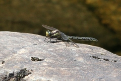 Phanogomphus descriptus