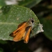 Dictynna Skipper - Photo (c) bob15noble, some rights reserved (CC BY-NC), uploaded by bob15noble