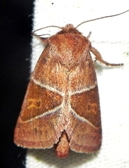 Lemmeria digitalis