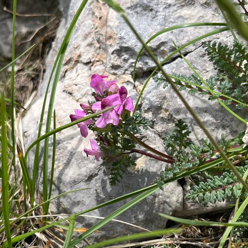 Long-Nosed Lousewort (Pedicularis rostratocapitata)