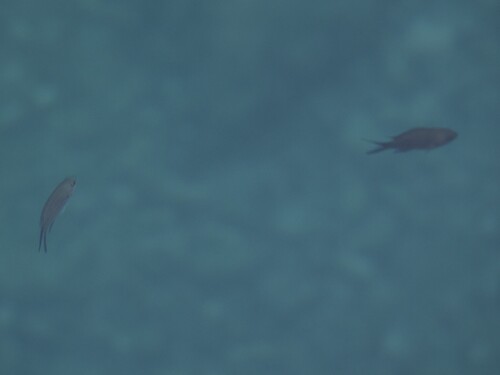 Chromis chromis