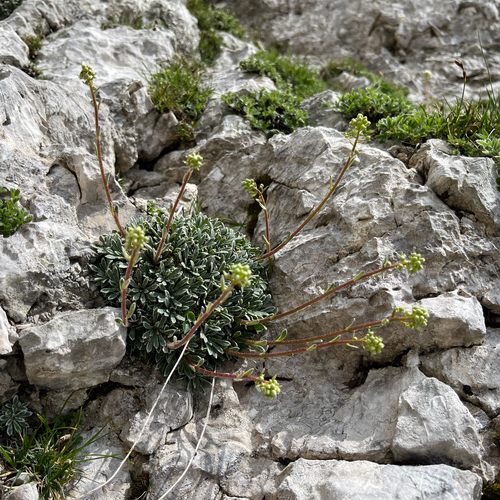 Encrusted Saxifrage (Saxifraga crustata)