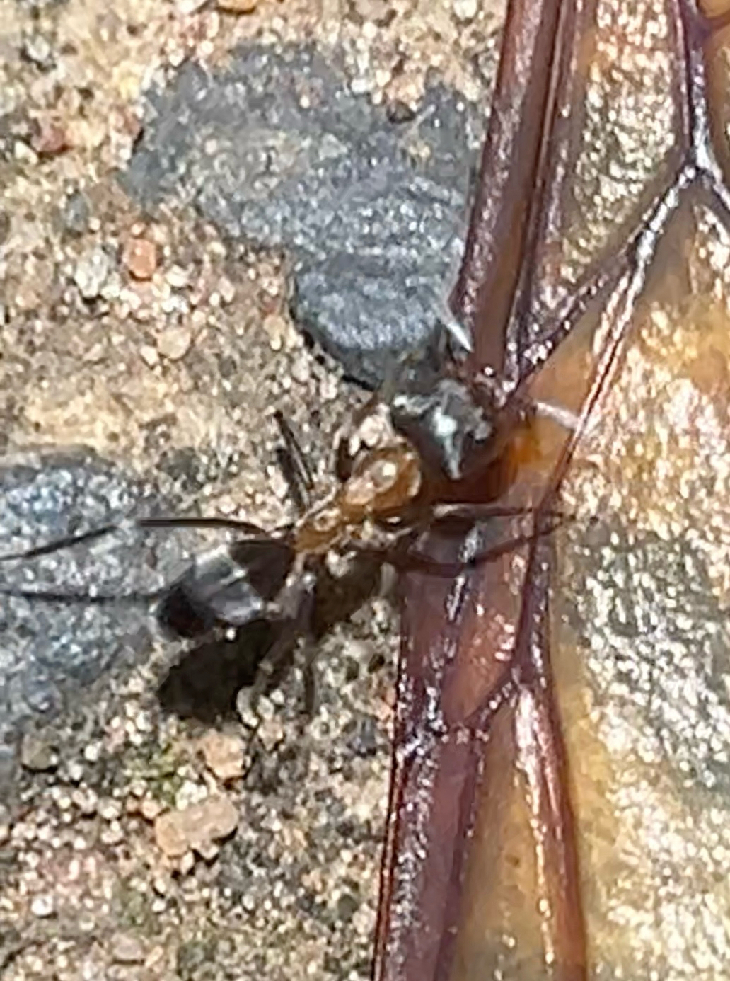Dorymyrmex thoracicus