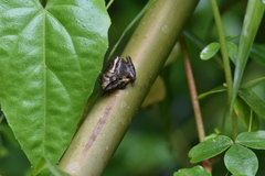 Pristimantis actites