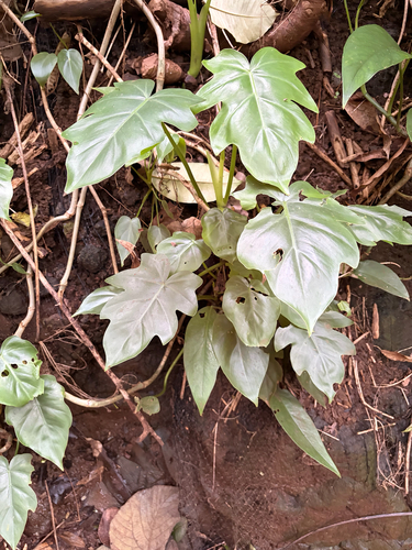 Philodendron lacerum observed 2026-03-16