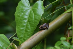 Pristimantis actites