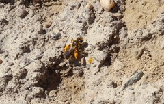 Leioproctus fulvescens