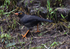 Turdus serranus