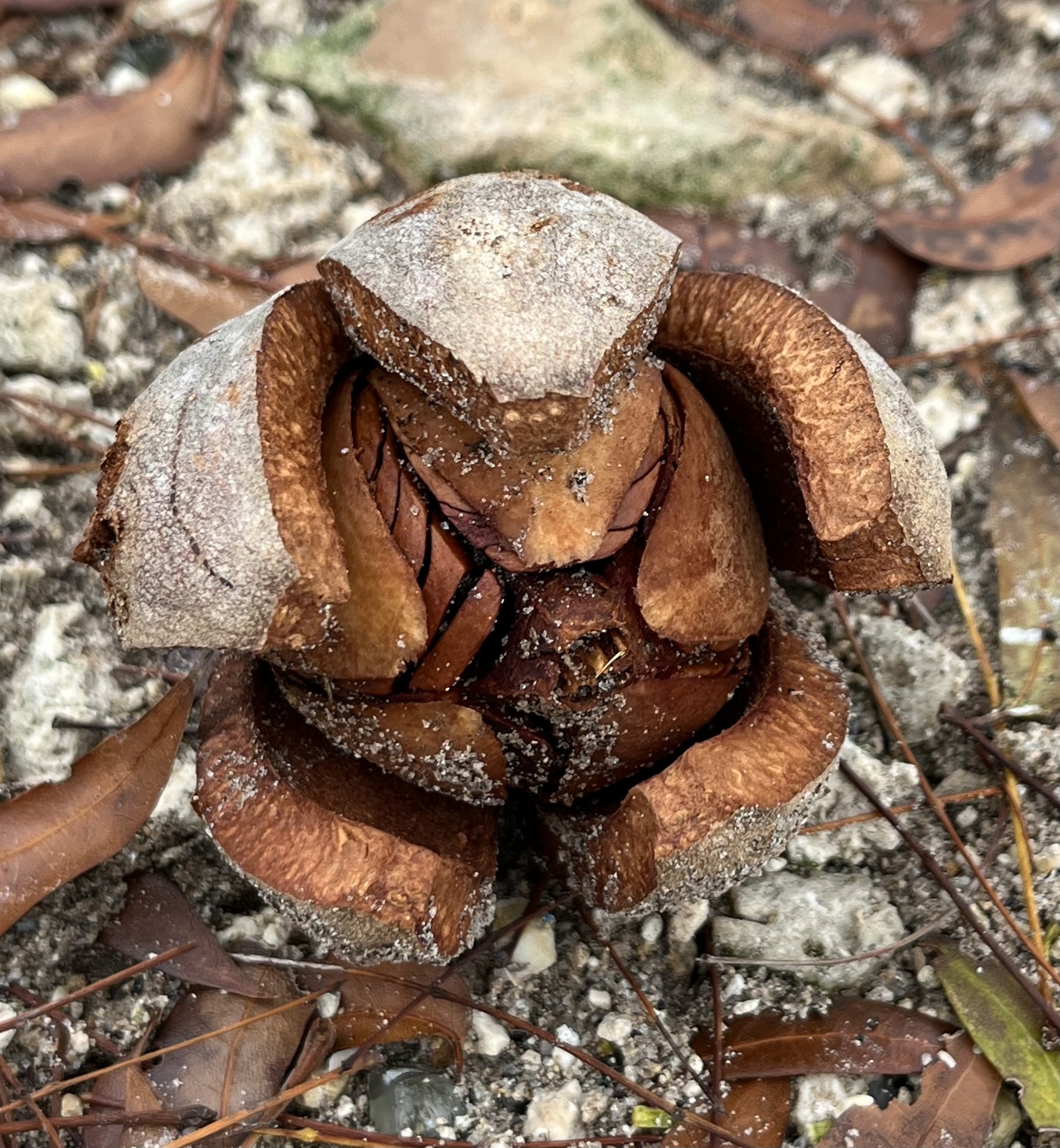 West Indian Mahogany (Swietenia mahagoni)
