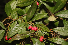 Cotoneaster