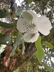 Eucryphia lucida, photograph (c) Geoff Shuetrim, some rights reserved (CC BY)