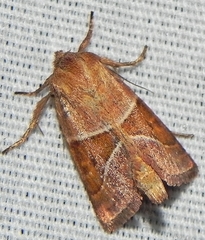 Lemmeria digitalis