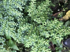 Pilea myriophylla