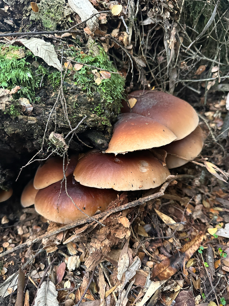 Cyclocybe parasitica · March 2026 · photo: © shuetrim (iNaturalist, cc-by)