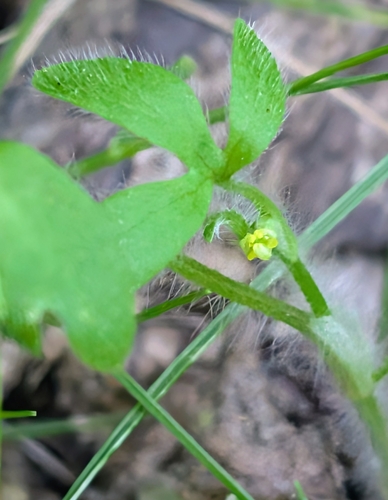 pubescent-fruited buttercup (Ranunculus hebecarpus)