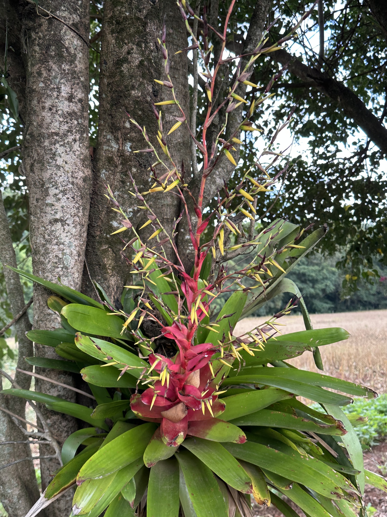 Vriesea philippocoburgi