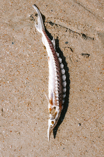 American Atlantic sturgeon (Acipenser oxyrinchus) — Acipenseridae