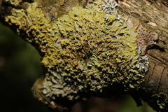 Xanthoria parietina
