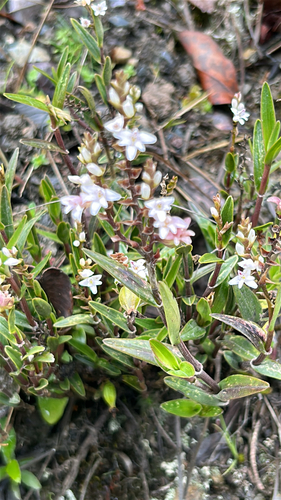 Fringed Epidendrum (Epidendrum fimbriatum)