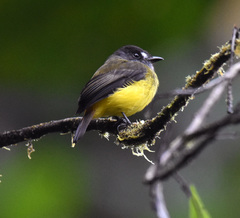 Myiotriccus ornatus