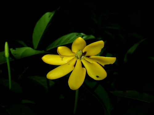 Gardenia carinata observed 2026-03-11