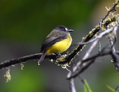 Myiotriccus ornatus