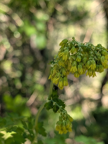 Fendler's Meadow-rue (Thalictrum fendleri)