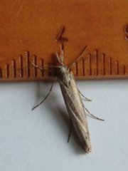 Orocrambus cyclopicus