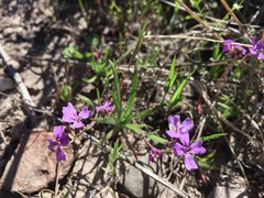 Sibaropsis hammittii