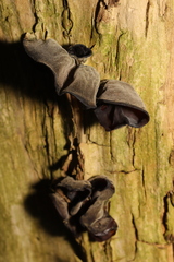 Auricularia auricula-judae