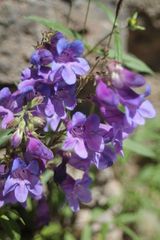 Penstemon leiophyllus