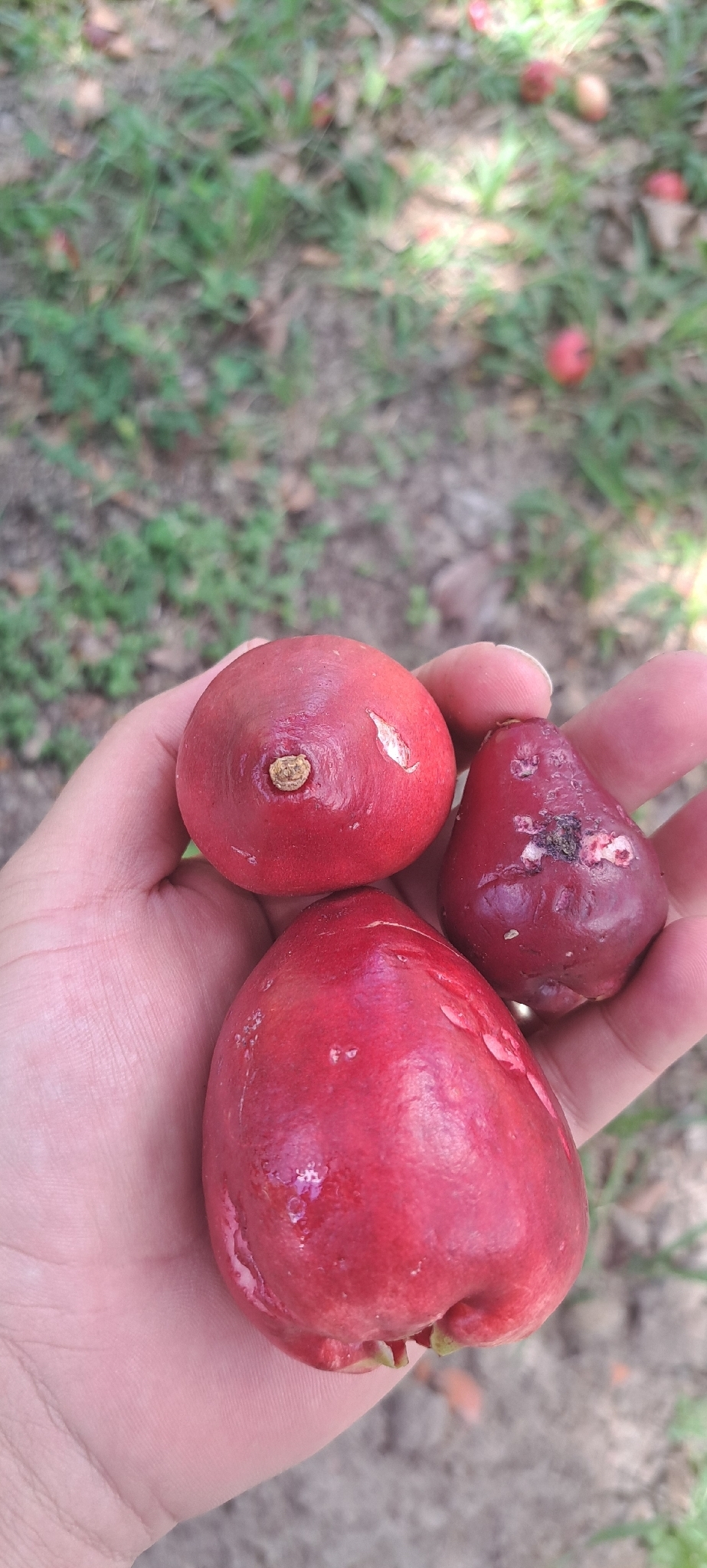 Malay Apple (Syzygium malaccense)